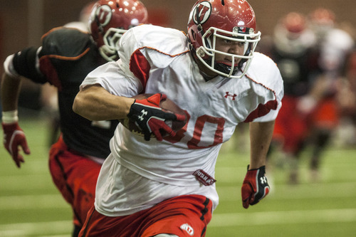 Chris Detrick  |  The Salt Lake Tribune
Utah Utes tight end Westlee Tonga (80) runs the ball during a practice at the Spence Eccles Field House Thursday April 12, 2012.