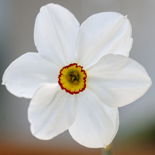 Flowers shine at Red Butte spring bulb show The Salt Lake Tribune