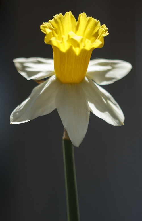 Trent Nelson  |  The Salt Lake Tribune
Flowering bulbs like this daffodil were on display at Red Butte Garden's Spring Bulb Show and Competition Saturday, April 21, 2012 in Salt Lake City, Utah. The event continues on Sunday.