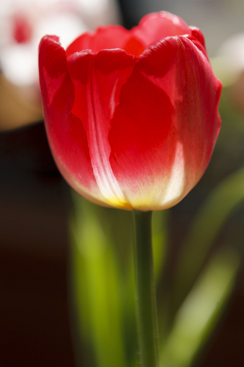 Trent Nelson  |  The Salt Lake Tribune
Flowering bulbs like this red tulip were on display at Red Butte Garden's Spring Bulb Show and Competition Saturday, April 21, 2012 in Salt Lake City, Utah. The event continues on Sunday.