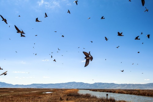 Chris Detrick  |  The Salt Lake Tribune
Cliff swallows fly around at the Bear River National Wildlife Refuge Tuesday April 24, 2012.