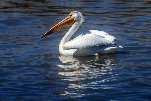 Chris Detrick  |  The Salt Lake Tribune
A white pelican at the Bear River National Wildlife Refuge Tuesday April 24, 2012.