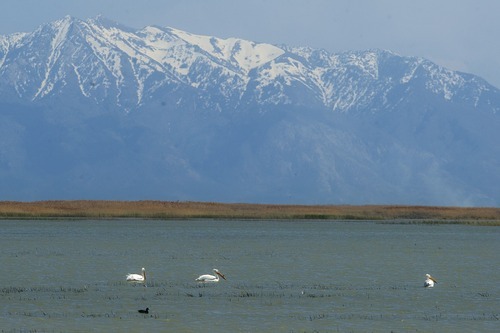 Chris Detrick  |  The Salt Lake Tribune
White pelicans at the Bear River National Wildlife Refuge Tuesday April 24, 2012.