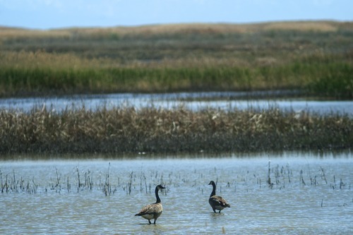 Chris Detrick  |  The Salt Lake Tribune
Canada geese at the Bear River National Wildlife Refuge Tuesday April 24, 2012.