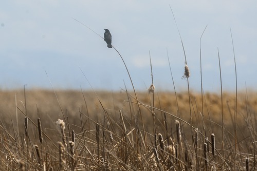 Chris Detrick  |  The Salt Lake Tribune
A raven at the Bear River National Wildlife Refuge Tuesday April 24, 2012.