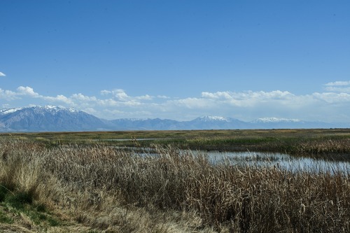 Chris Detrick  |  The Salt Lake Tribune
The Bear River National Wildlife Refuge Tuesday April 24, 2012.