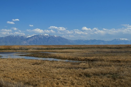Chris Detrick  |  The Salt Lake Tribune
The Bear River National Wildlife Refuge Tuesday April 24, 2012.