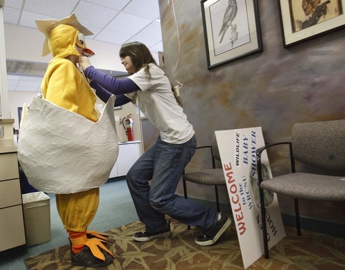 Leah Hogsten  |  The Salt Lake Tribune
John Adams, 12, gets help from Jessi Adams, 16, while donning a chicken costume to advertise and welcome visitors to the Wildlife Rehabilitation Center of Northern Utah on Friday in Ogden. The center is hosting its 3rd Annual Wildlife Baby Shower/Open House fundraiser this weekend. The event continues 11 a.m. to 5 p.m. Saturday and Sunday.