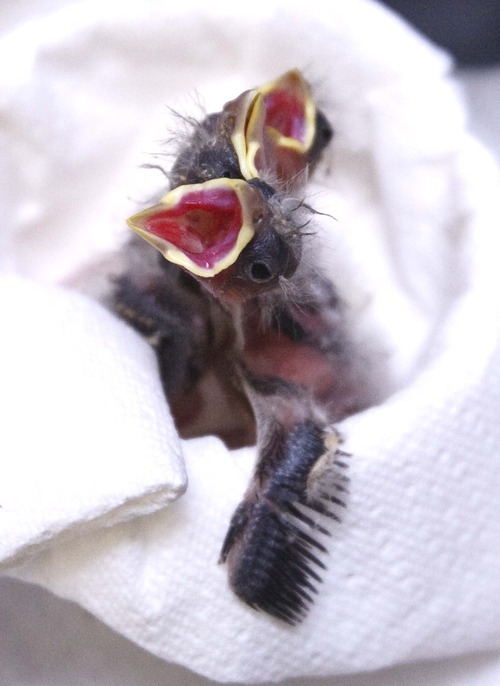 Leah Hogsten  |  The Salt Lake Tribune
Baby finches squawk to be fed at The Wildlife Rehabilitation Center of Northern Utah in Ogden on Friday. The center is hosting its 3rd Annual Wildlife Baby Shower/Open House fundraiser this weekend. The event continues 11 a.m. to 5 p.m. Saturday and Sunday.