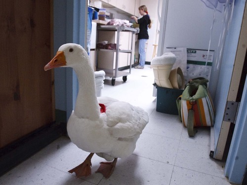 Leah Hogsten  |  The Salt Lake Tribune
Gladys the goose, who is a pet of a volunteer of The Wildlife Rehabilitation Center of Northern Utah in Ogden, calmly walks the halls of the center on Friday. The center is hosting its 3rd Annual Wildlife Baby Shower/Open House fundraiser this weekend. The event continues 11 a.m. to 5 p.m. Saturday and Sunday.
