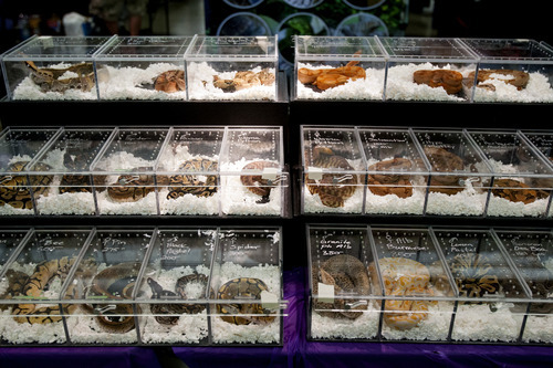 Chris Detrick  |  The Salt Lake Tribune
Snakes for sale during the Repticon Reptile Show at the Davis County Legacy Events Center Saturday April 28, 2012. Repticon Reptile Show offers Utahns the opportunity to shop from a mix of local and regional breeders and vendors offering reptiles, amphibians, other exotic animals, supplies and merchandise. The show continues Sunday from 10 a.m. to 4 p.m. Admission is $10 for adults, $5 for children, free for age 4 and under.