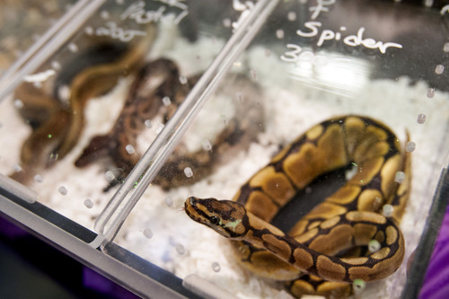 Chris Detrick  |  The Salt Lake Tribune
A snake for sale during the Repticon Reptile Show at the Davis County Legacy Events Center Saturday April 28, 2012. Repticon Reptile Show offers Utahns the opportunity to shop from a mix of local and regional breeders and vendors offering reptiles, amphibians, other exotic animals, supplies and merchandise. The show continues Sunday from 10 a.m. to 4 p.m. Admission is $10 for adults, $5 for children, free for age 4 and under.