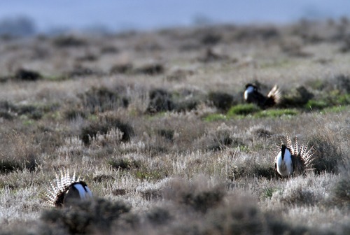 Rick Egan  | The Salt Lake Tribune 

Gunnison sage grouse strut on a lek near Monticello, Utah, March 31, 2012.