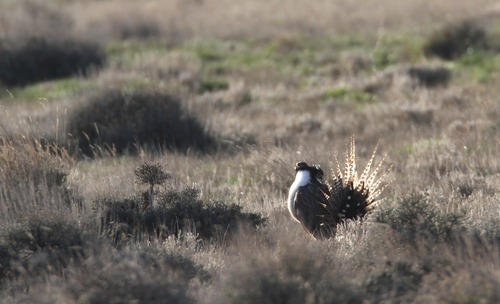 Rick Egan  | The Salt Lake Tribune 

Gunnison sage grouse strut on a lek near Monticello, Utah, March 31, 2012.