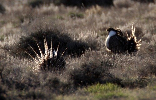 Rick Egan  | The Salt Lake Tribune 

Gunnison sage grouse strut on a lek near Monticello, Utah, March 31, 2012.
