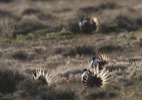 Rick Egan  | The Salt Lake Tribune 

Gunnison sage grouse strut on a lek near Monticello, Utah, March 31, 2012.