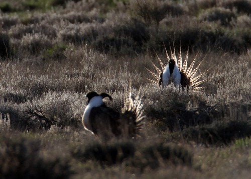 Rick Egan  | The Salt Lake Tribune 

Gunnison sage grouse strut on a lek near Monticello, Utah, March 31, 2012.