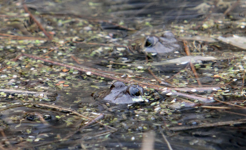 Francisco Kjolseth  |  The Salt Lake Tribune
Two pairs of eyes poke out of a shallow pond near the Middle Provo river where the Spotted Columbia Frogs have been mating. The arrival of spring means it's time for Columbia spotted frogs to start looking for mates. A couple of weeks after DWR biologists hear the frogs' mating calls, they look for large, gelatinous egg masses that float in nearby water bodies. Each egg mass contains more than 1,000 frog eggs, and inside each egg is a wriggling, developing tadpole. Biologists study the egg masses and use them to learn more about the frogs' population size,breeding success and habitat. Biologists survey these populations because the Columbia spotted frog is on the Utah Sensitive Species List.