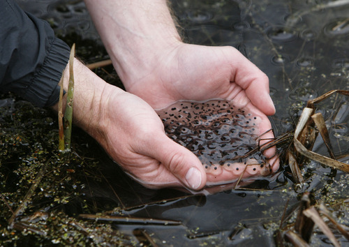 Francisco Kjolseth  |  The Salt Lake Tribune
Chris Crockett, Native Aquatics Biologist carefully pulls up a mass of Columbia Spotted Frog eggs typically numbering 400 to 500 eggs per mass while taking count of the newly produced eggs near the Middle Provo River. The arrival of spring means it's time for Columbia spotted frogs to start looking for mates. A couple of weeks after DWR biologists hear the frogs' mating calls, they look for large, gelatinous egg masses that float in nearby water bodies. Each egg mass contains more than 1,000 frog eggs, and inside each egg is a wriggling, developing tadpole. Biologists study the egg masses and use them to learn more about the frogs' population size,breeding success and habitat. Biologists survey these populations because the Columbia spotted frog is on the Utah Sensitive Species List.