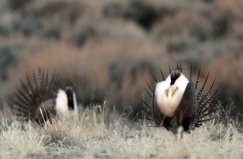 Rick Egan  | The Salt Lake Tribune 

A male greater sage grouse does his strut display on a lek near Green River, Wyo., Wednesday, March 21, 2012.