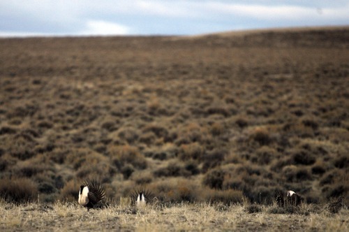 Rick Egan  | The Salt Lake Tribune 

A male greater sage grouse does his strut display on a lek near Green River, Wyo., Wednesday, March 21, 2012.