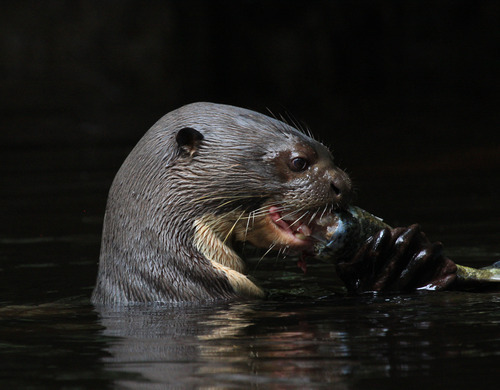 Out Takes Amazon Canoe Ride Leads To Rare Spotting Of Giant Sea