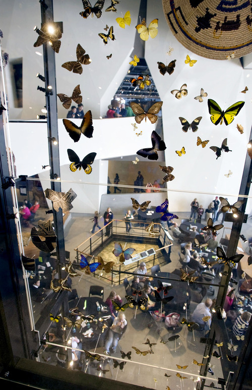 Steve Griffin  |  The Salt Lake Tribune

Butterflies from the Pearce collection are on display in a huge case in the Canyon area of the  Natural History Museum of Utah. Saturday, November 5, 2011.