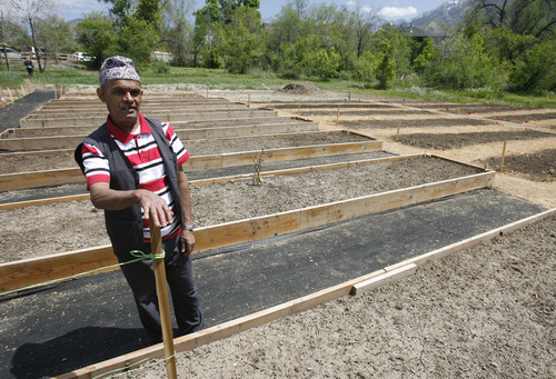Rick Egan  | The Salt Lake Tribune 

Narad Acharyiu, a refugee from Ahutan, looks over his garden plot, during the grand opening of the community garden in Holladay,  Friday, May 4, 2012.  The Mount Olympus Garden is a cooperative venture for Howard R. Driggs Elementary School, Olympus Junior High School, Salt Lake City, Holladay City, Salt Lake County, and New Roots of Utah in partnership with the International Rescue Committee.