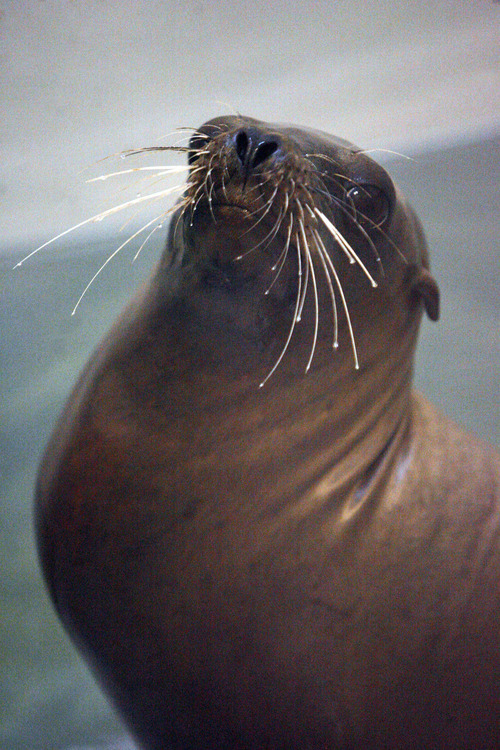 Francisco Kjolseth  |  The Salt Lake Tribune
Rocky, a small sea lion newly arrived at Hogle Zoo, looks around his temporaryquarters after an early morning flight from California via Fed Ex on Friday, May 4, 2012. Rocky was accompanied by two other sea lions, Maverick and Big Guy, weighing 850 pounds. They will be part of the new Rocky Shores exhibit opening on June 1.