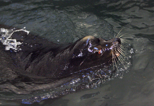 Francisco Kjolseth  |  The Salt Lake Tribune
Big Guy, a blind 850-pound sea lion, swims in his new temporary quarters after being transferred to Hogle Zoo early Friday, May 4, 2012, following a flight from California via Fed Ex, along with two smaller sea lions. The new Rocky Shores exhibit opens June 1, and will feature polar bears, otters, seals and sea lions including Big Guy.