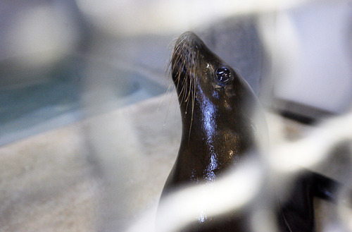 Francisco Kjolseth  |  The Salt Lake Tribune
Maverick, a small sea lion newly arrived at Hogle Zoo in Salt Lake City, looks around his temporary quarters after an early morning flight from California via Fed Ex on Friday, May 4, 2012. Maverick was accompanied by two other sea lions, Rocky and Big Guy. They will be part of the Rocky Shores exhibit opening June 1.