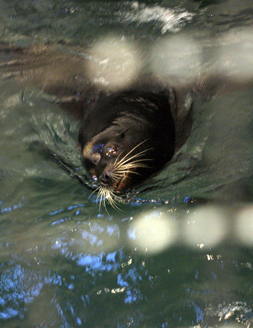 Francisco Kjolseth  |  The Salt Lake Tribune
Big Guy, a blind 850-pound sea lion, swims in his new temporary quarters after being transferred to Hogle Zoo in Salt Lake City early Friday, May 4, 2012, following a flight from California via Fed Ex, along with two smaller sea lions. The new Rocky Shores exhibit opens June 1, and will feature polar bears, otters, seals and sea lions including Big Guy.