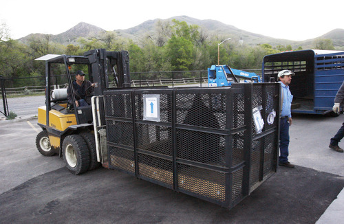 Francisco Kjolseth  |  The Salt Lake Tribune
Hogle Zoo crews unload Big Guy, a blind 850-pound sea lion, after arriving around 6 a.m. Friday in Salt Lake City following a flight from California via Fed Ex, along with two smaller sea lions. The Rocky Shores exhibit opens June 1, and will feature polar bears, sea lions, including Big Guy, seals and otters.