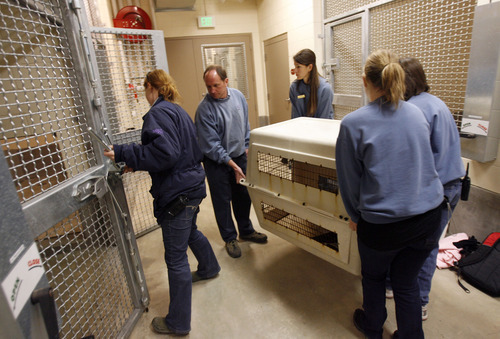 Francisco Kjolseth  |  The Salt Lake Tribune
Rocky, a small sea lion newly arrived at Hogle Zoo in Salt Lake City, is moved into temporary quarantine quarters after an early morning flight from California via Fed Ex on Friday, May 4, 2012. Rocky was accompanied by two other sea lions, Maverick and Big Guy. They will be part of the Rocky Shores exhibit opening June 1.