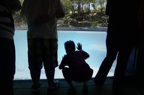 Scott Sommerdorf  |  The Salt Lake Tribune             
A young visitor to Hogle Zoo kneels down to get a look underwater at the tiger enclosure Sunday, May 6, 2012. The zoo held an educational scavenger hunt for children in coordination with Salt Lake City's Water Week 2012 to teach them the relationship between wildlife and water.