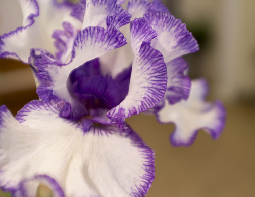 Trent Nelson  |  The Salt Lake Tribune
Irises were on display at the Utah Iris Society's show Saturday, May 12, 2012, at Sugar House Park in Salt Lake City.