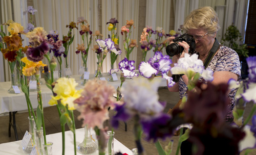 Trent Nelson  |  The Salt Lake Tribune
Charlotte Brennand photographs irises at the Utah Iris Society's show Saturday, May 12, 2012, at Sugar House Park in Salt Lake City.