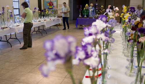 Trent Nelson  |  The Salt Lake Tribune
Irises were on display at the Utah Iris Society's show Saturday, May 12, 2012, at Sugar House Park in Salt Lake City.