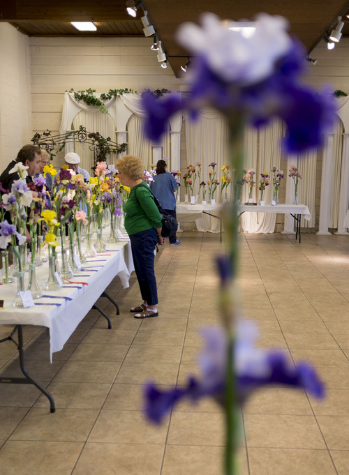 Trent Nelson  |  The Salt Lake Tribune
Irises were on display at the Utah Iris Society's show Saturday, May 12, 2012, at Sugar House Park in Salt Lake City.