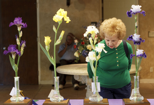 Trent Nelson  |  The Salt Lake Tribune
Bonnie Woolley looks over the top winners at the Utah Iris Society's show Saturday, May 12, 2012, at Sugar House Park in Salt Lake City.