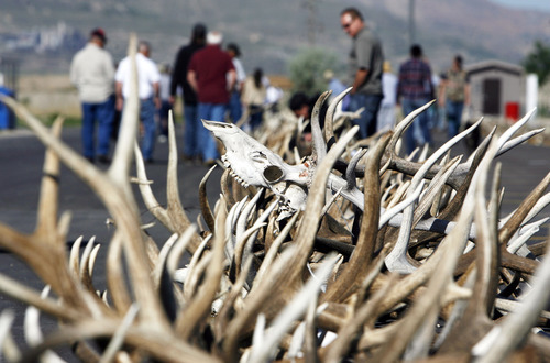 Francisco Kjolseth  |  The Salt Lake Tribune
Several hundred sets of forfeited antlers are displayed before auction on Tuesday, May 8, 2012, by the Utah Division of Wildlife Resources at the Lee Kay Shooting Center in Salt Lake City. In addition to the antlers, approximately five dozen forfeited bobcat hides and assorted cougar, fox, bear and bison hides and skulls were to be sold off.