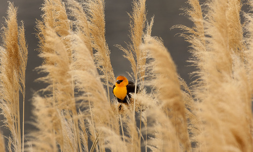 Steve Griffin  |  The Salt Lake Tribune
A yellow-headed blackbird perches in the wetland grasses near the Great Salt Lake Marina on April 30, 2012. The Great Salt Lake Bird Festival is May 17-21.