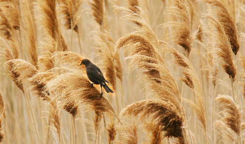 Steve Griffin  |  The Salt Lake Tribune
A female yellow-headed blackbird perches in the wetland grasses near the Great Salt Lake Marina on April 30, 2012. The Great Salt Lake Bird Festival is May 17-21.