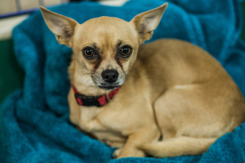 Chris Detrick  |  The Salt Lake Tribune
Avery, a 2-year old chihuahua, up for adoption at Best Friends Pet Adoption Center in Trolley Square on Thursday, May 17, 2012.