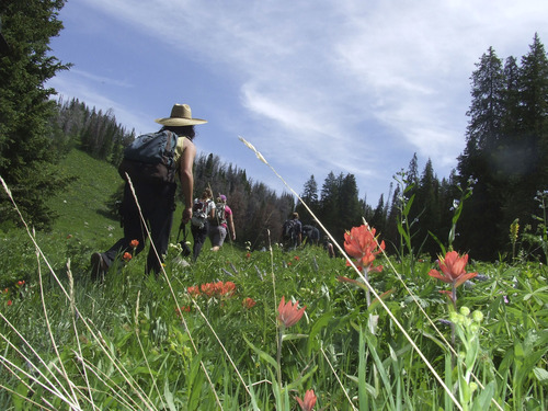 Brandon Loomis | The Salt Lake Tribune

Tree Fight volunteers march through a meadow of Indian paintbrush in early August searching for surviving whitebark pine above Togwotee Pass, Wyo.