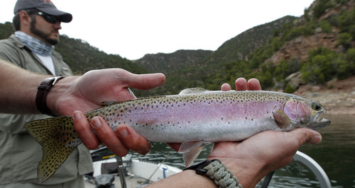 Al Hartmann  |  The Salt Lake Tribune

Spring is a great time to catch a lot of rainbow trout at Flaming Gorge Reservoir. This is a typical spring catch on the Gorge.