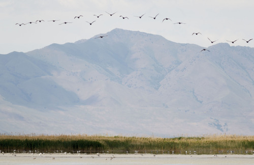 Trent Nelson  |  The Salt Lake Tribune
Double-crested Cormorants fly over the Great Salt Lake in the Bear River Migratory Bird Refuge.