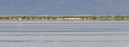 Trent Nelson  |  The Salt Lake Tribune
Pelicans swim on the Great Salt Lake in the Bear River Migratory Bird Refuge.