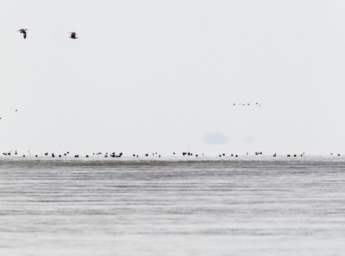 Trent Nelson  |  The Salt Lake Tribune
Waterfowl on the Great Salt Lake in the Bear River Migratory Bird Refuge Wednesday.