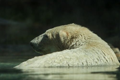 Chris Detrick  |  The Salt Lake Tribune
Rizzo, a 14-year-old polar bear, at Hogle Zoo's new Rocky Shores exhibit Wednesday, May 30, 2012.  Rocky Shores exhibit is set to open to the public Friday, June 1.